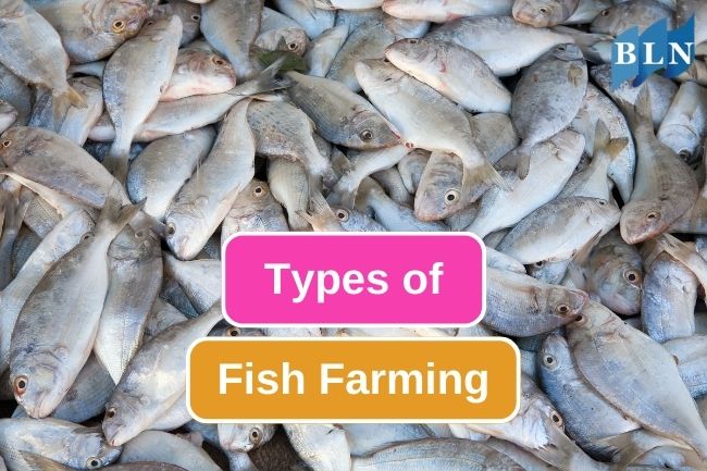 7 Different Fish Farming Methods